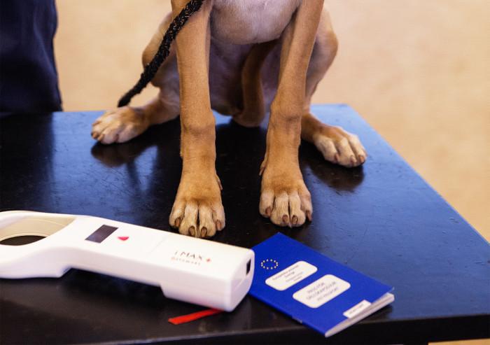 Fler vill resa med sin hund eller katt