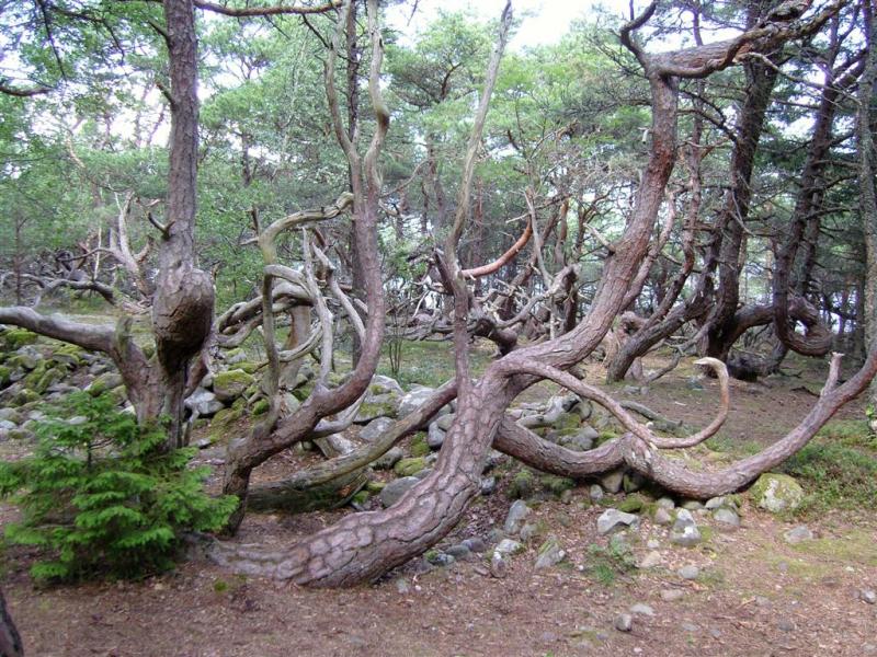 Restips: Trollskogen på Öland