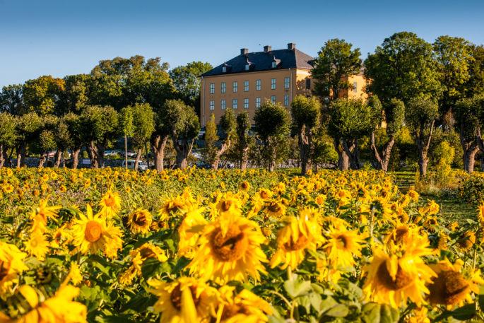 Skördefest på Wenngarn