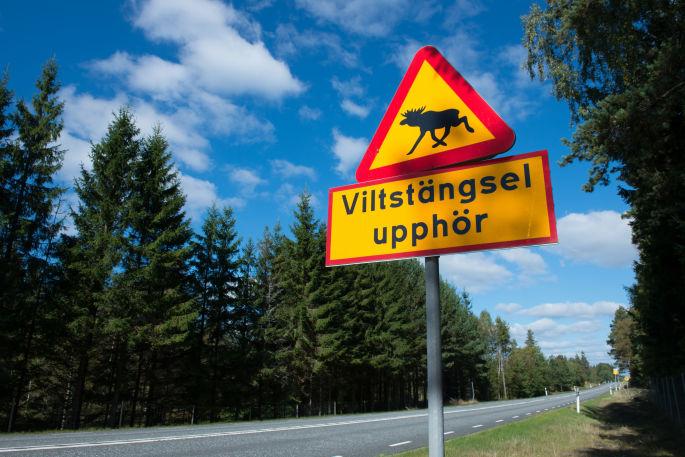 Dags att se upp för vilt på vägarna