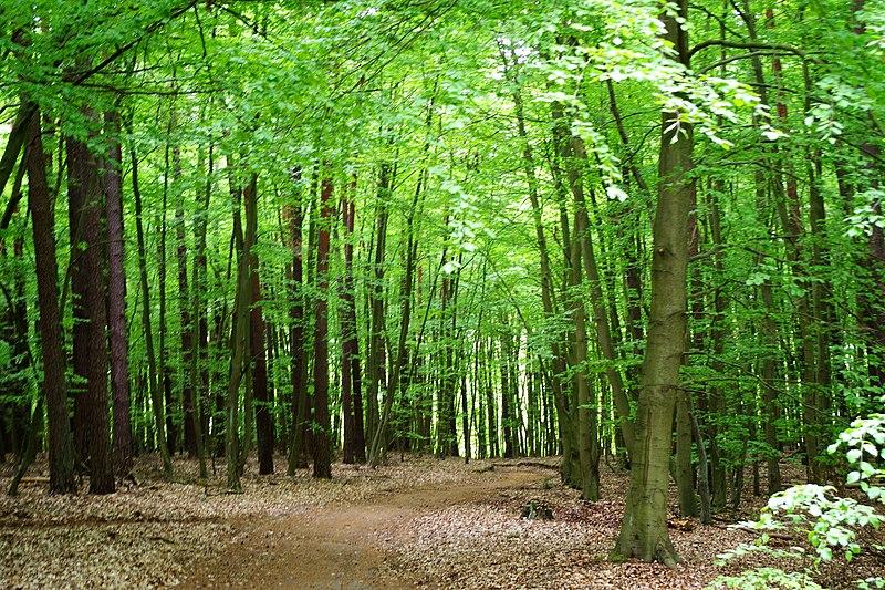 Restips: Müritz världsarvsklassade bokskog