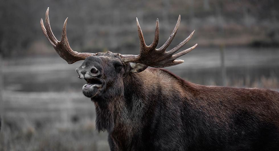 En sådan här vill man inte möta på vägen. Förra året ökade olyckorna mellan älgar och fordon med 19 procent.