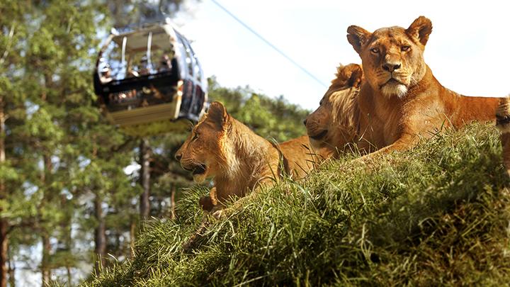 Kolmården öppnar för säsongen den 14 april