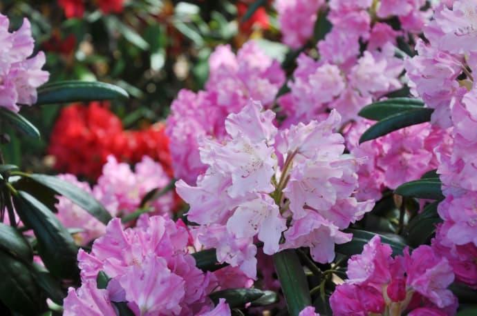Nu börjar det blomma på Sofiero