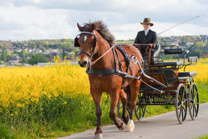 Hästfest på Tyresö slott