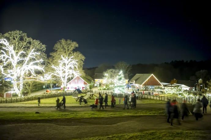 Hundratusen juleljus i Skånes Djurpark