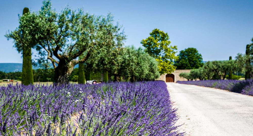 På lavendeltur i Provence