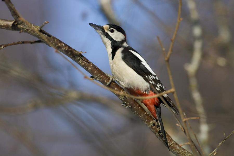 Räkna vinterfåglarna du matar för BirdLife