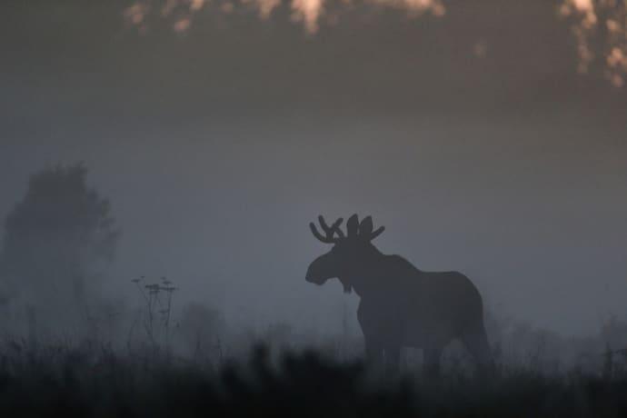 Ny teknik varnar för älg