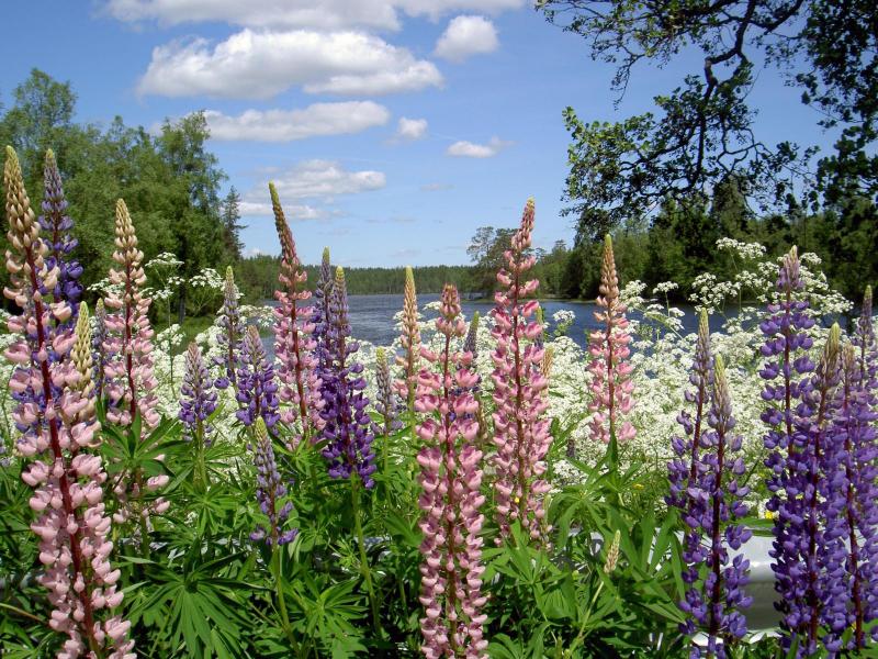 Visst är lupinerna vid vägkanterna vackra men egentligen hör de inte hemma där.