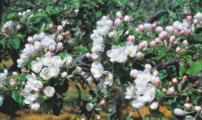 Våren på plats när Kiviks Musteri kör äppelblomssafari