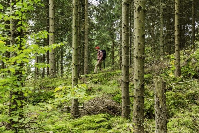 Skåneleden firar 40 år med delikatesser och skogsbad