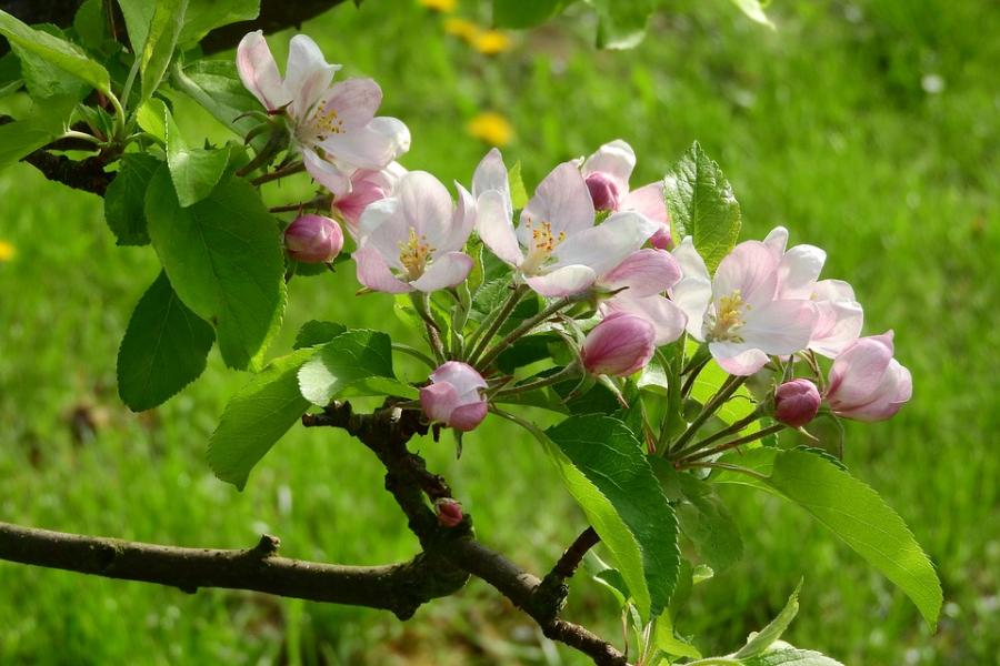 Öland Spirar 10-12 maj 2019