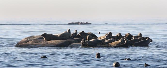Sälsafari i Roslagens skärgård