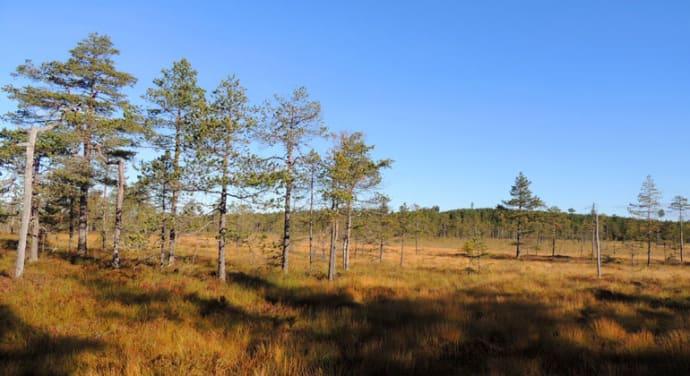 Dalarna har fått tre nya naturreservat