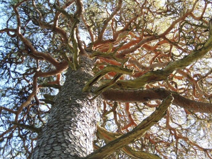 Tre nya naturreservat i Dalarna