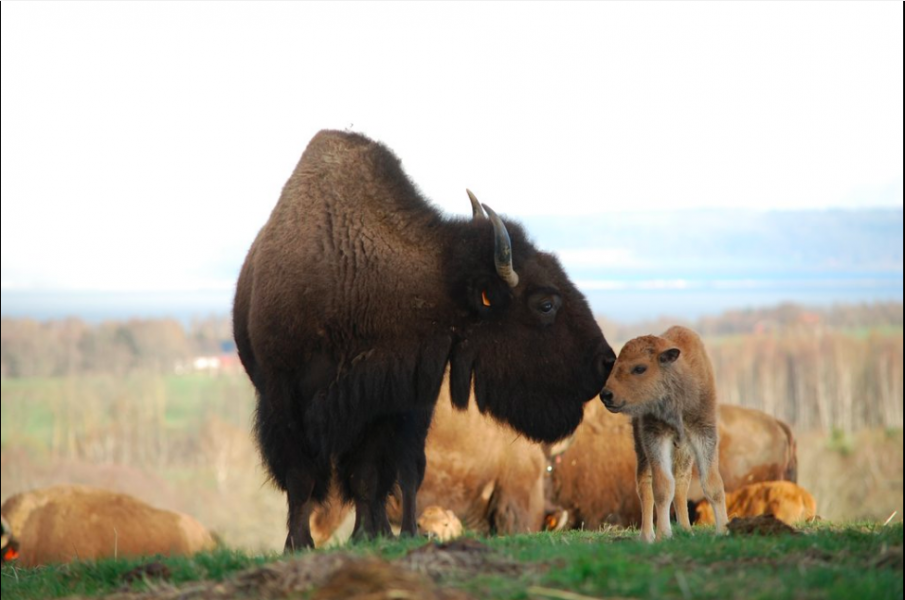 Bisonsafari i exotiska Hjo