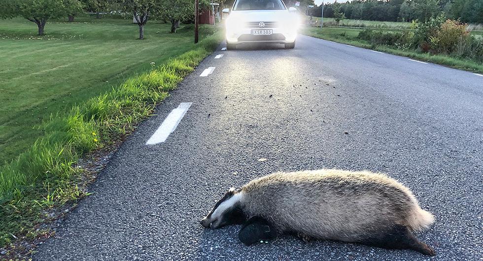 Viltolyckor i fokus denna vecka