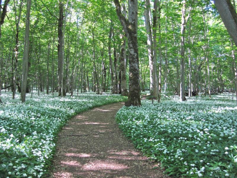 I början av juni är det så här vackert när ramslöken både blommar och doftar. Men innan dess kanske du har tur att hitta något av presentkorten med ett totalbelopp på 100 000 kronor.