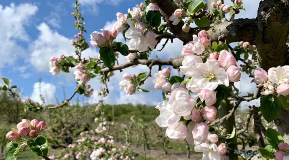 Nu blommar äppelträden på Österlen
