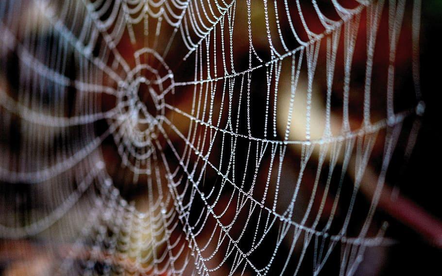 Elektronik skrämmer bort spindlar