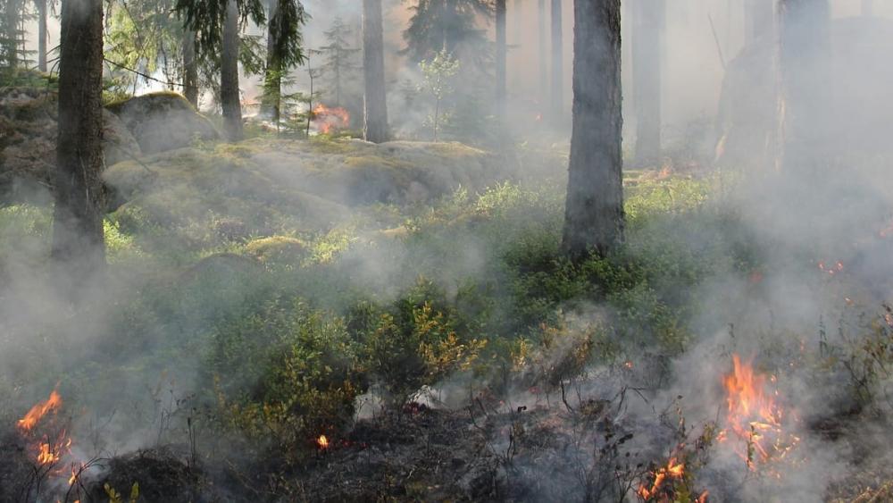 Varmt och torrt väder ökar risken för skogsbrand