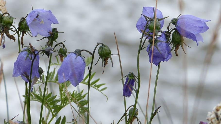 Sveriges nationalblomma är utsedd