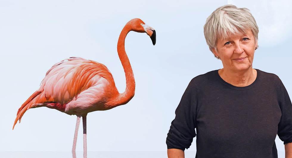 Har du koll på vad rosa flamingon betyder i husbilen?