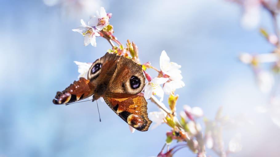 Utställningen SURR! landar på Kiviks musteri under Pollineringsveckan