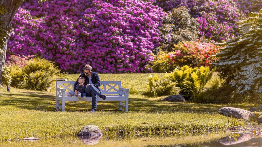 Nu blommar rhododendron på Sofiero