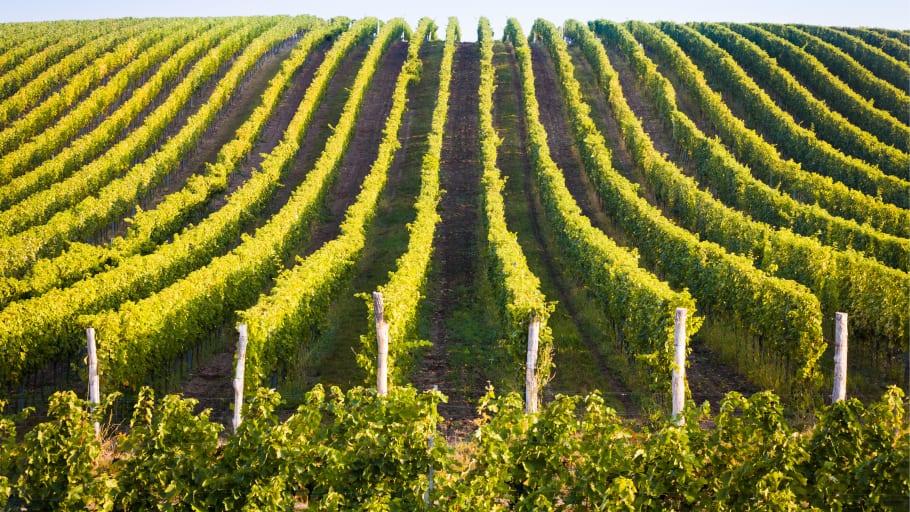 Skåne ska bli en vinregion, ett skånskt Napa Valley
