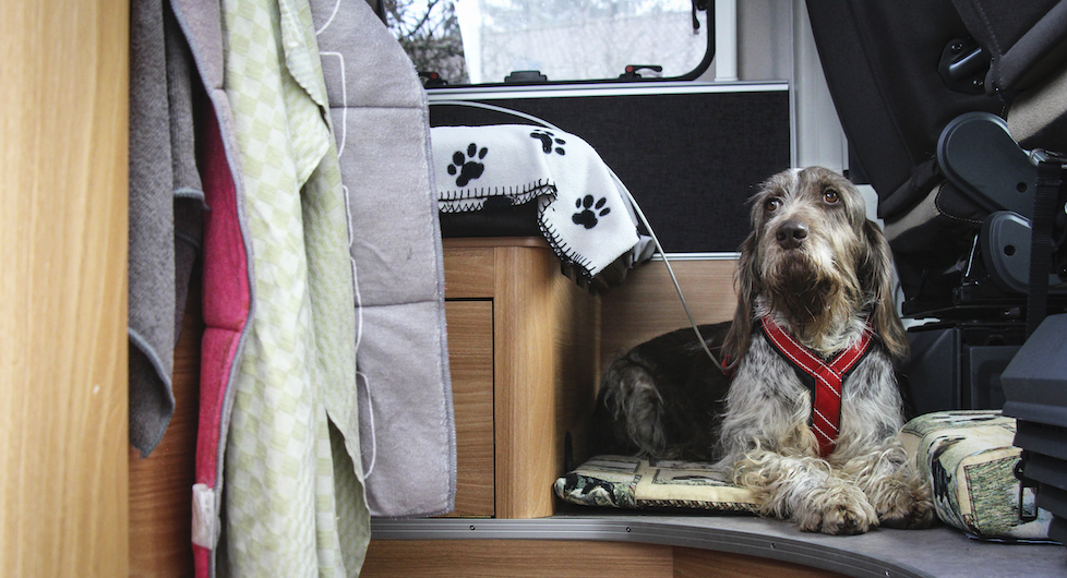 Lagertha, en spinone italiano, hittar snabbt sin plats på golvet bakom förarplatsen.