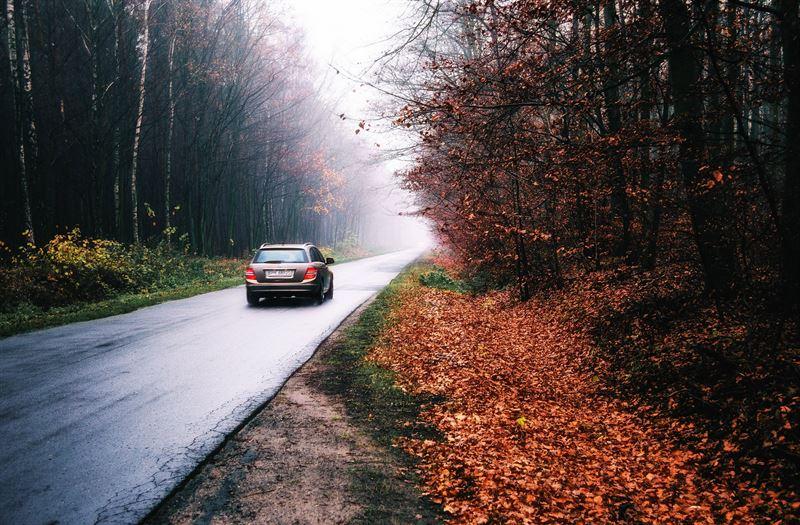 Kraftig ökning av viltolyckor sedan 2010