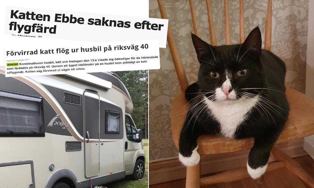 Katten Ebbe rymde från Bürstnern han färdades i, på väg från Härryda till Norrtälje.