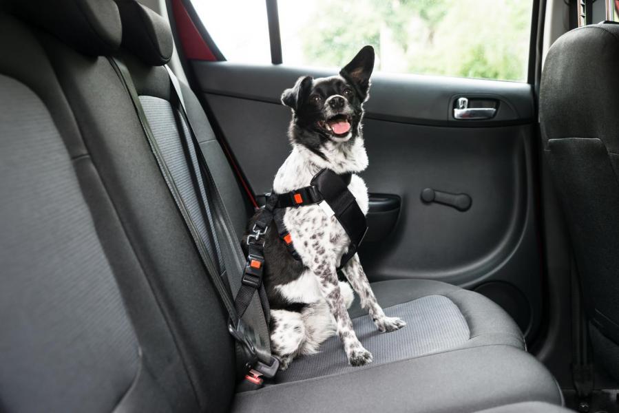 Hunden ska sitta fast i bilen, till exempel med hjälp av ett hundanpassat säkerhetsbälte.