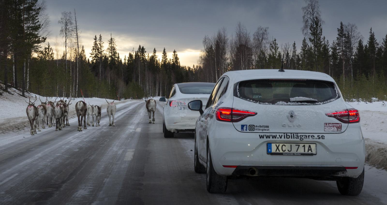 Renfara å färde är det lite då och då. Den här lilla flocken imponerades föga av testkaravanen utan travade obekymrat mitt i vägen.