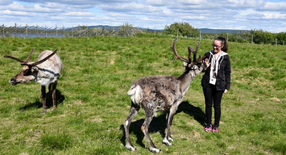 Renarna vid samevistet är nyfikna på Emma.
