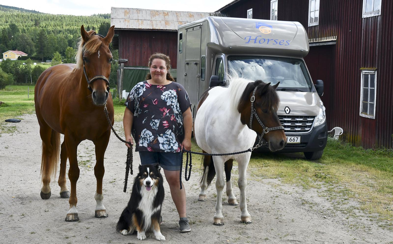 Dyrbara missen: Begagnade hästtransporter säljs av skojare