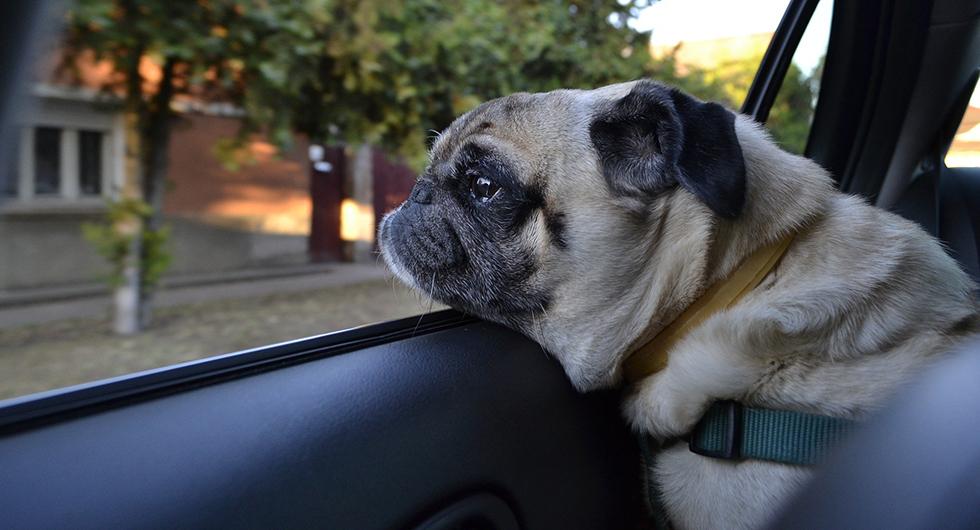 Hundagare Kor Mer Forsiktigt Med Vovven Ombord Vi Bilagare