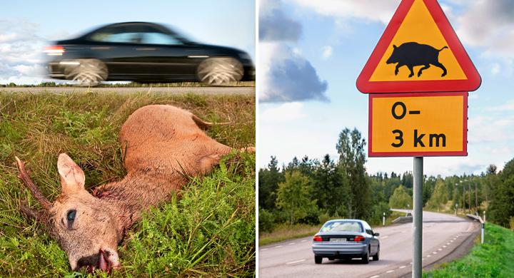 Så undviker du att kollidera med vilt