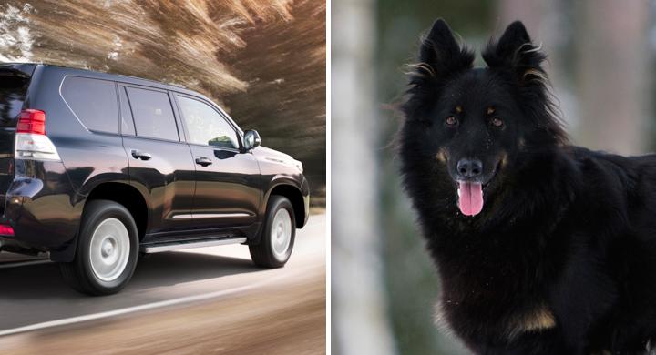 Hund större miljöbov än bil