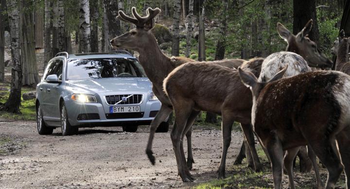 Ny teknik skyddar mot viltolyckor