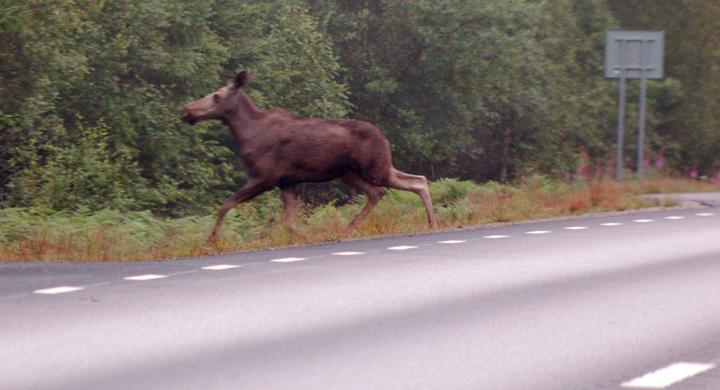 Då är risken för viltolyckor störst