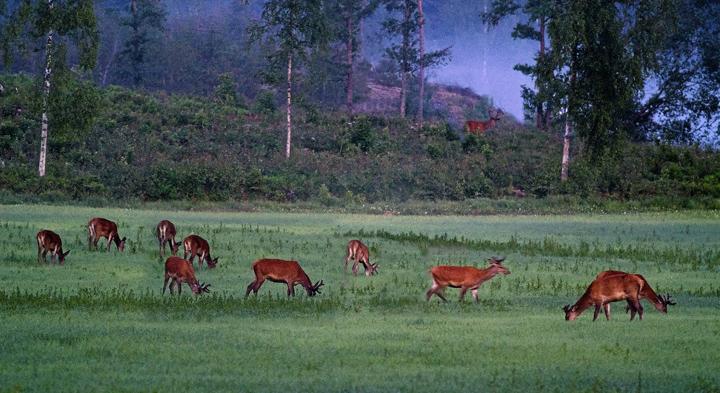 Störst risk för viltolyckor i Småland