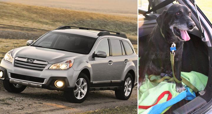 Subaru vill ha krocktest för hundar