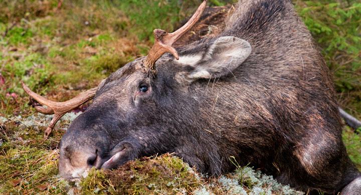 Älgvarning i Norrbotten