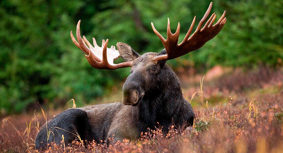 Älgarnas matsmältning är specialiserad på att bryta ner kvistar och bark. Det kan vara till nytta för utvecklingen av skogsetanol.