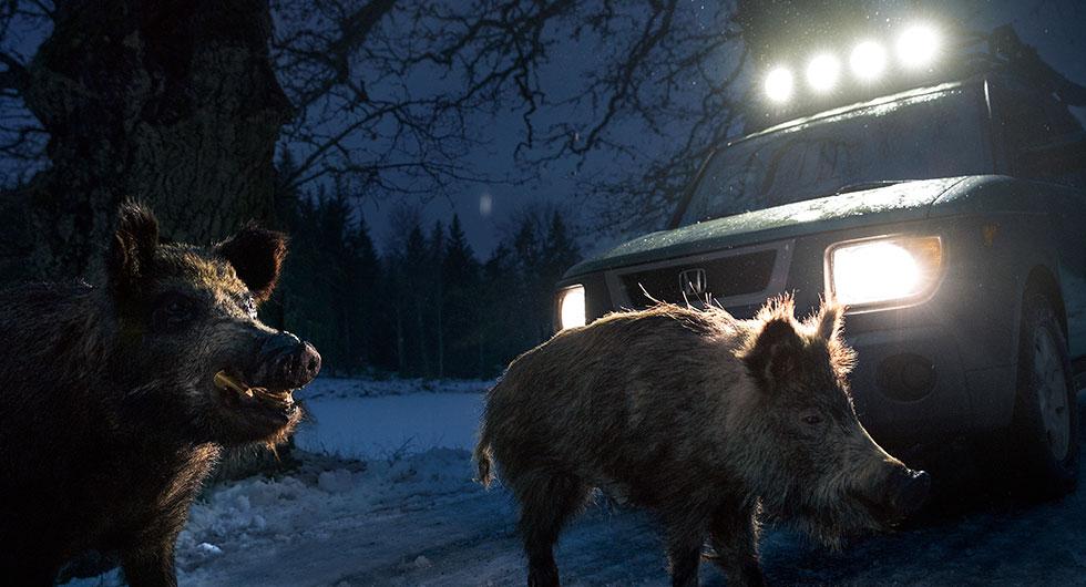Här är det störst risk att krocka med vilt