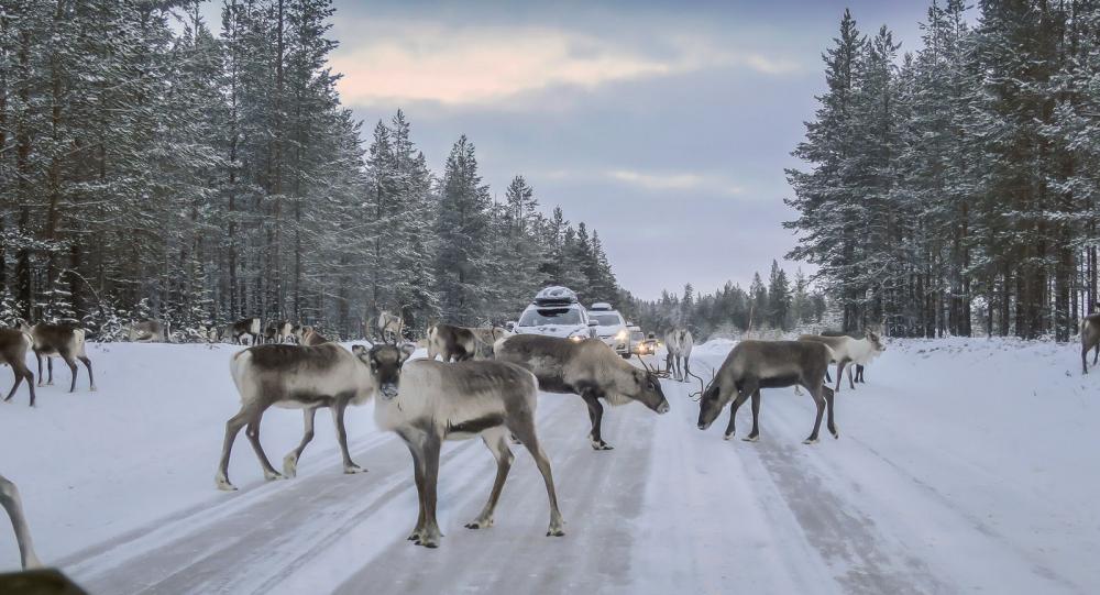 En vanlig syn på fjällvägarna, renarna slickar i sig av halkbekämpningens salt- och sandblandning.