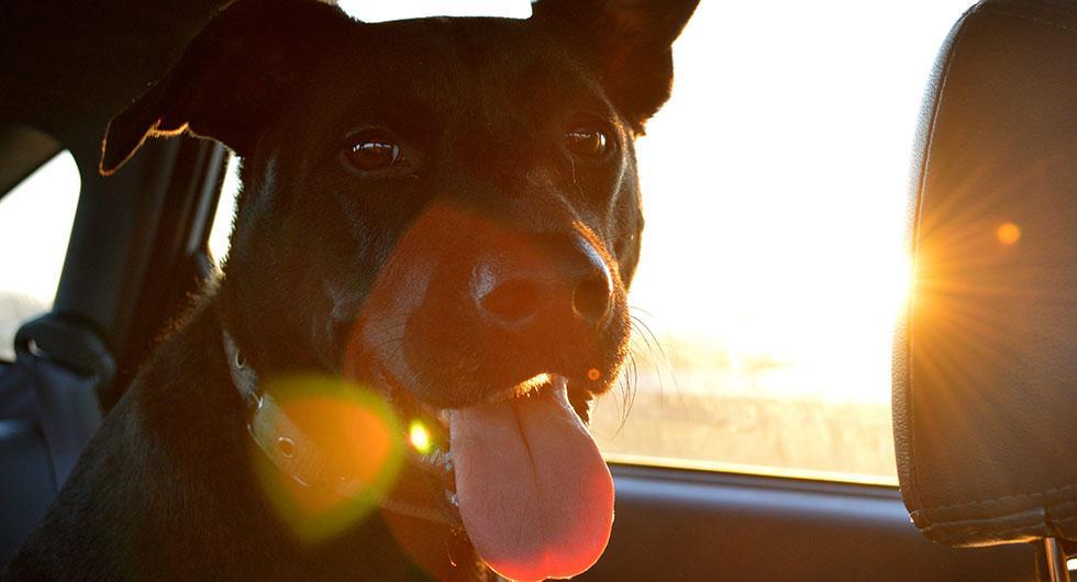 Då bör du krossa en ruta för att rädda hund eller barn
